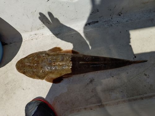マゴチの釣果