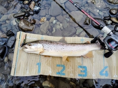 ブラウントラウトの釣果