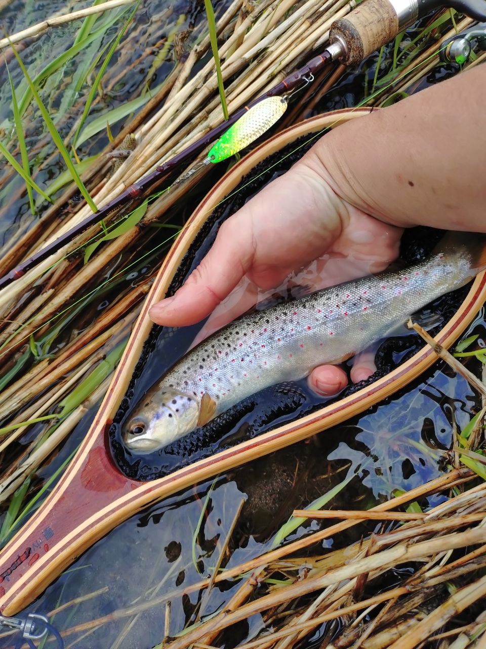 ブラウントラウト