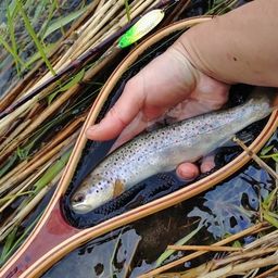 ブラウントラウト