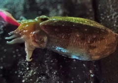 コウイカの釣果