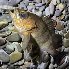 メバルの釣果