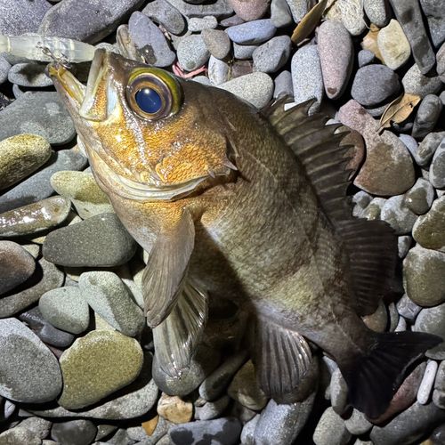 メバルの釣果