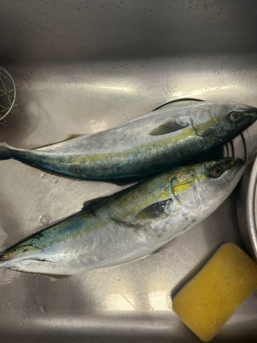 ヤズの釣果