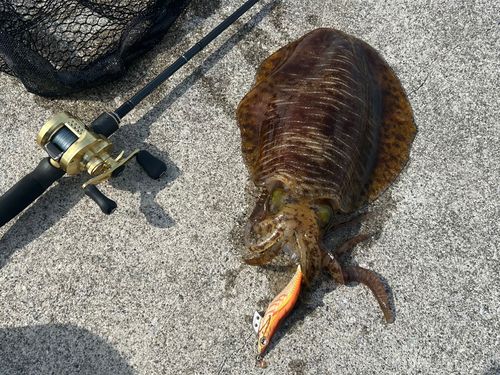 アオリイカの釣果
