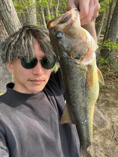 ラージマウスバスの釣果