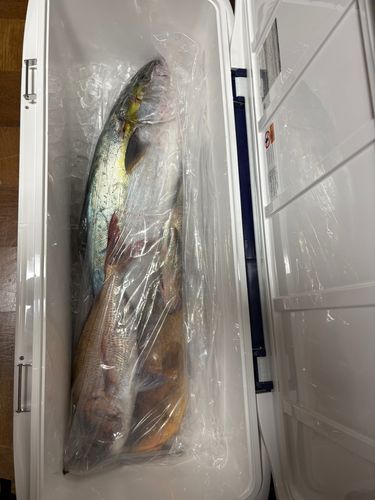 ヒラマサの釣果