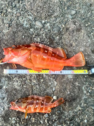 アカハタの釣果
