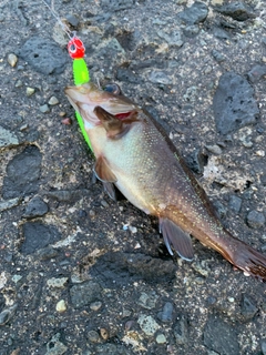 エゾメバルの釣果