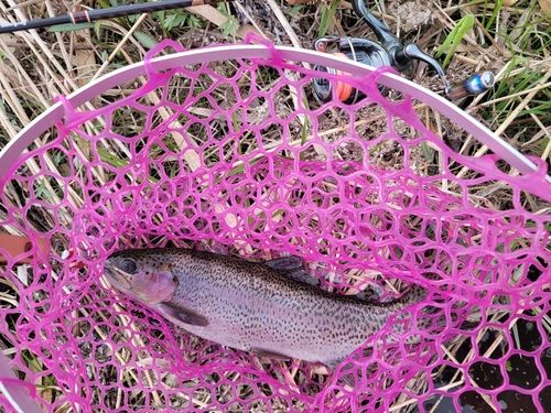 ニジマスの釣果