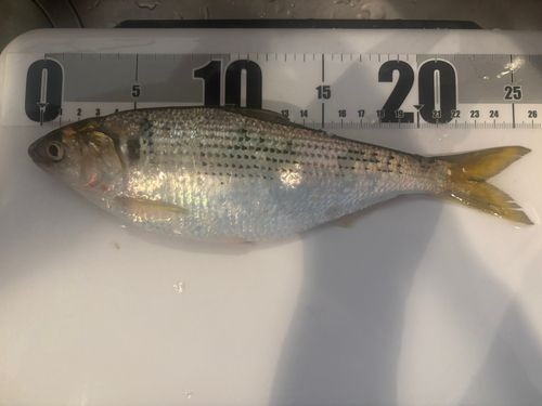 コノシロの釣果