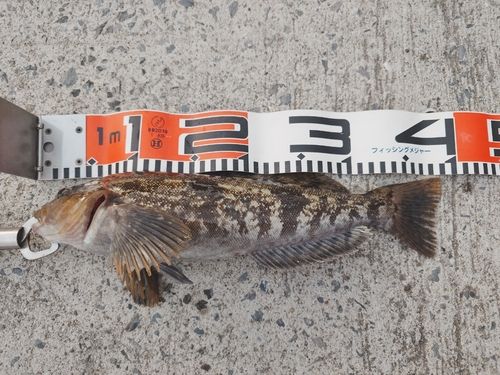 アイナメの釣果