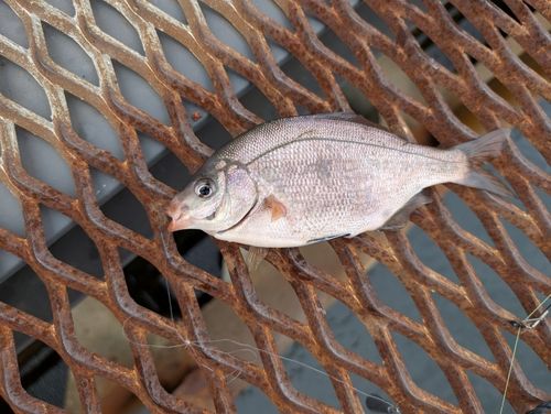 ウミタナゴの釣果