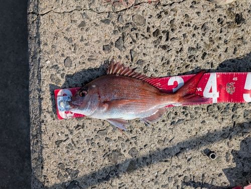 マダイの釣果