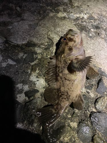 クロソイの釣果