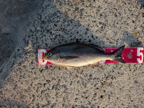 イサキの釣果