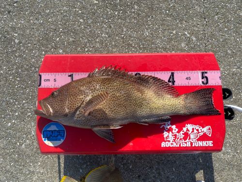 オオモンハタの釣果