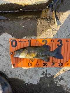 スモールマウスバスの釣果