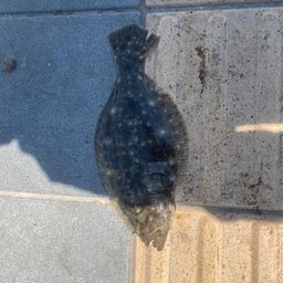 ヒラメ
