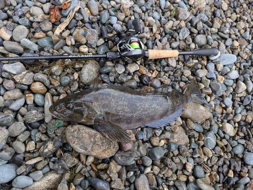 アイナメの釣果