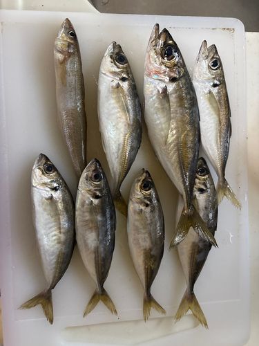 シロギスの釣果