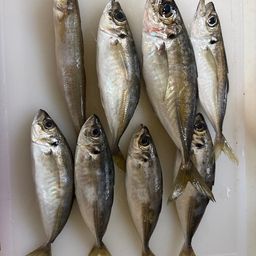 シロギス