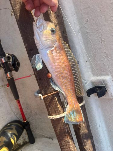 アマダイの釣果