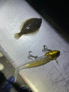 ヒラメの釣果