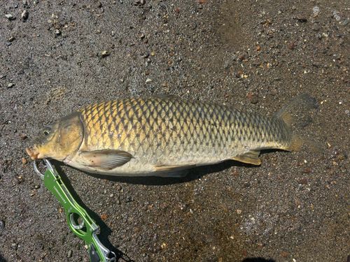 コイの釣果