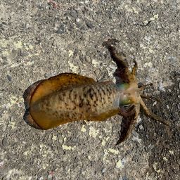 アオリイカ