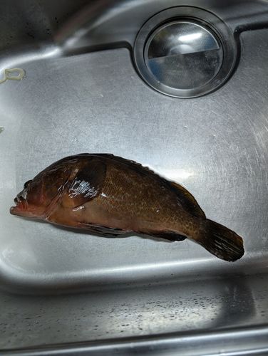 キジハタの釣果