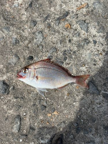 チャリコの釣果