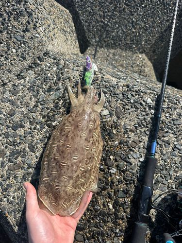 モンゴウイカの釣果