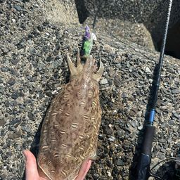 モンゴウイカ