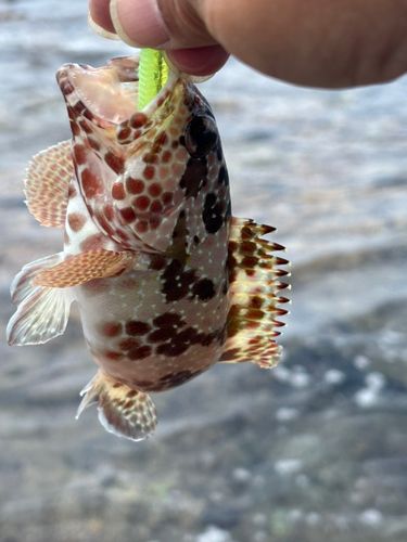 ムネアカクチビの釣果