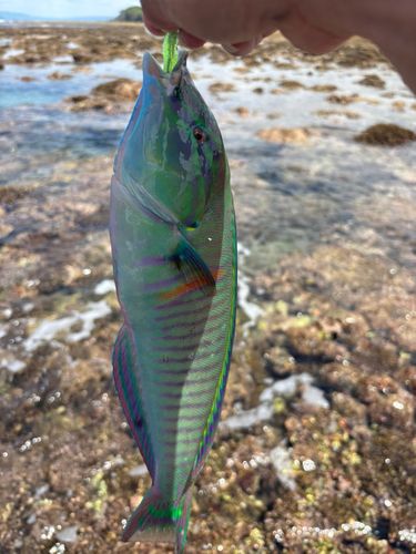 オトメベラの釣果