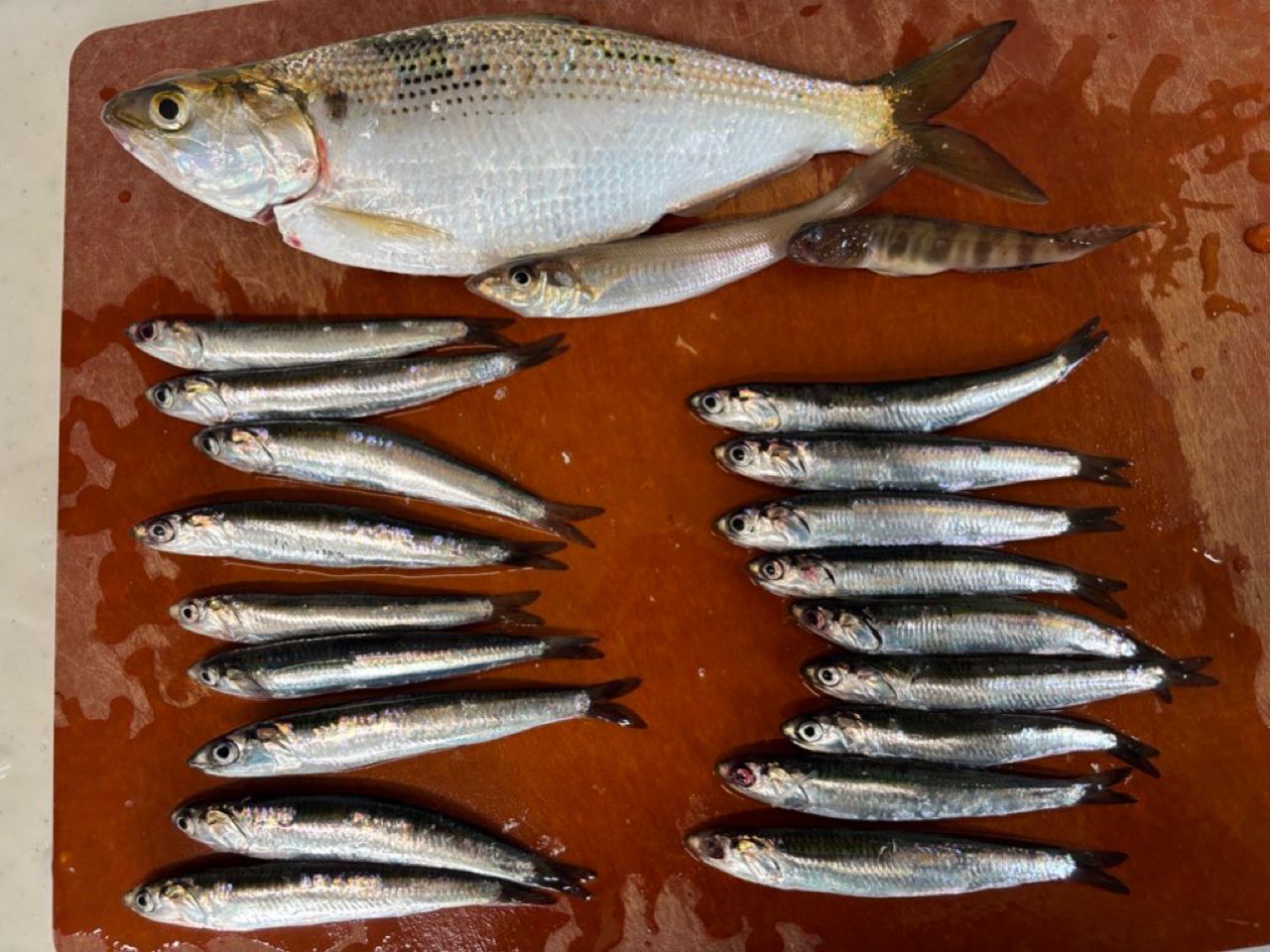 カタクチイワシ