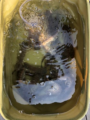 シャコエビの釣果