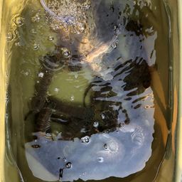 シャコエビ