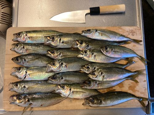 アジの釣果