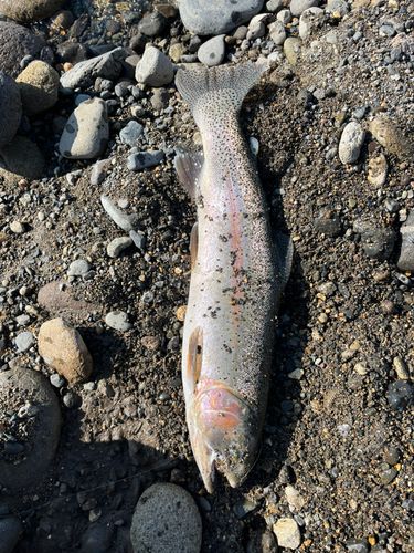 ニジマスの釣果