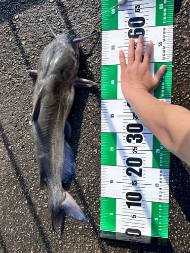 アメリカナマズの釣果