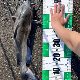 アメリカナマズ