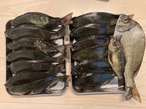 グレの釣果