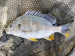 キビレの釣果