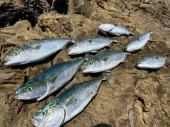 ハマチの釣果