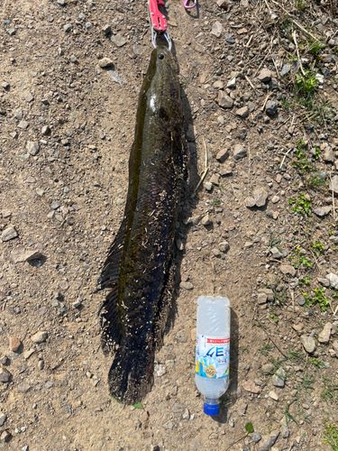 ライギョの釣果