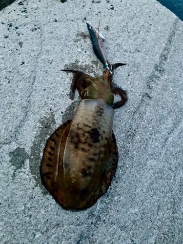 アオリイカの釣果