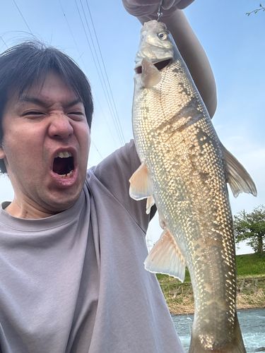 ウグイの釣果