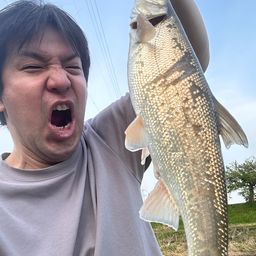 ウグイ